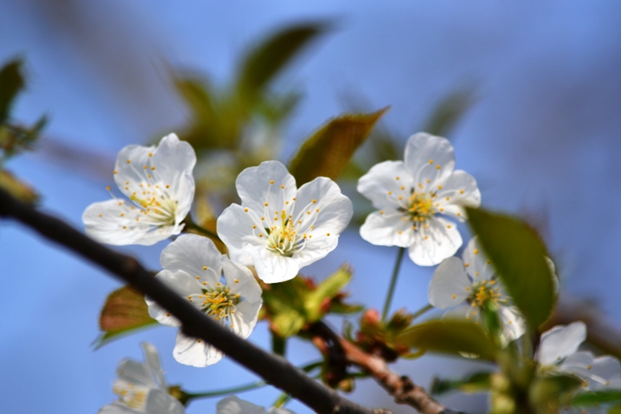 � esplosa la primavera...